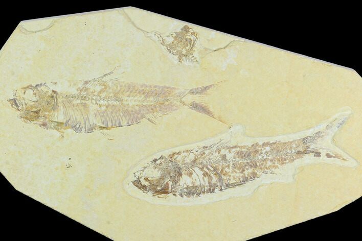 Pair of Fossil Fish (Knightia) - Green River Formation #126563